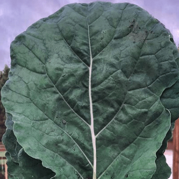 Collard Green 'Champion' 