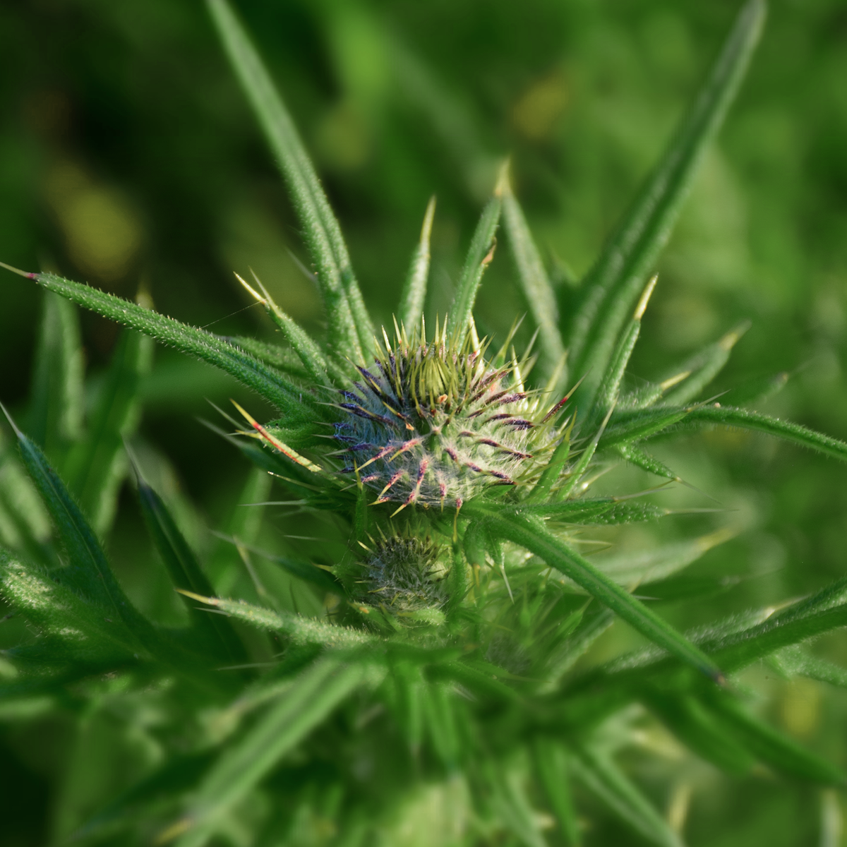 Blessed thistle