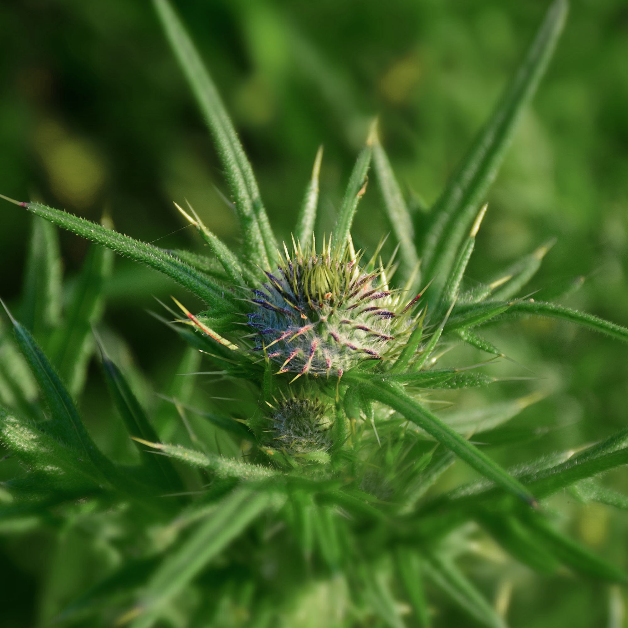 Blessed thistle