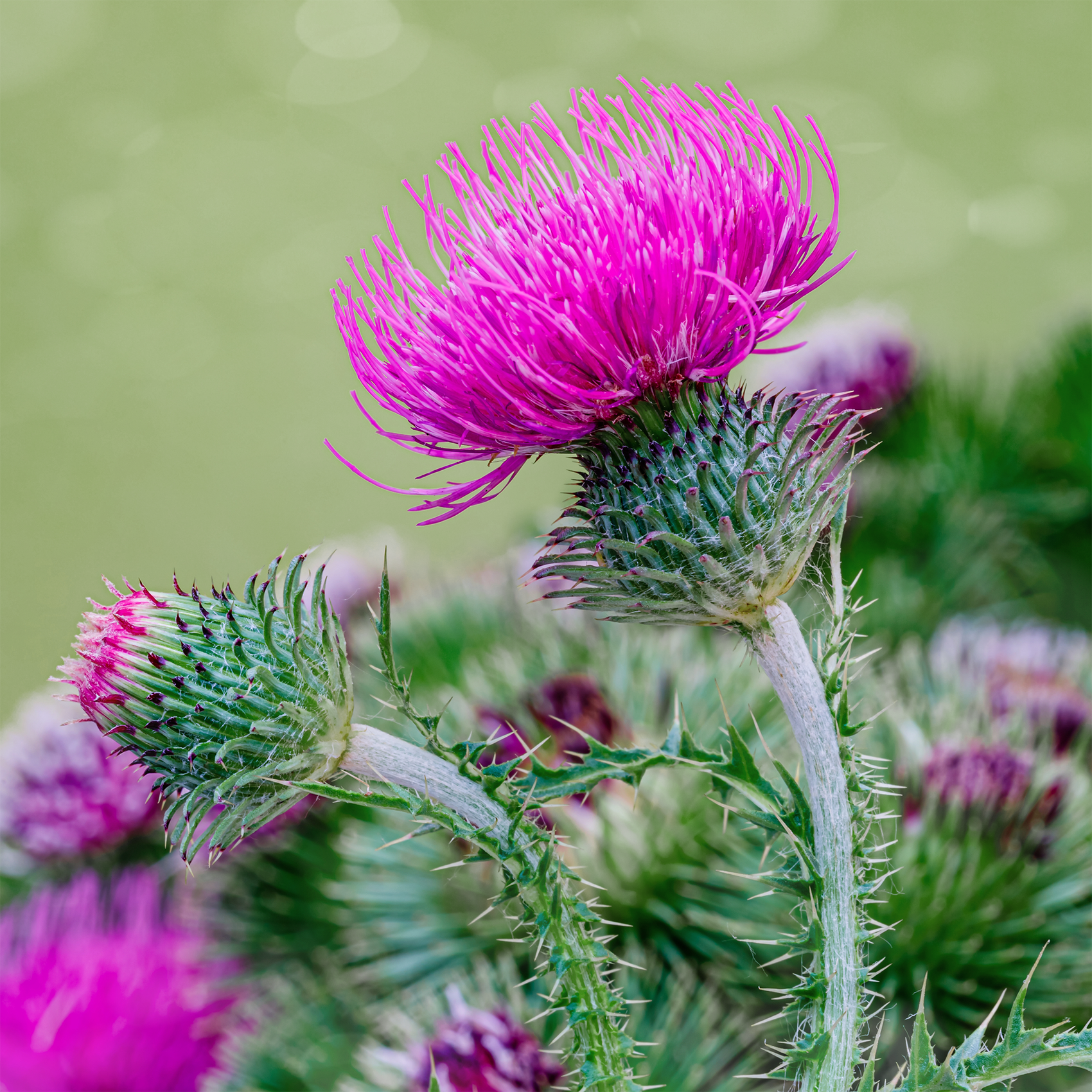 Milk thistle