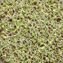 Organic red clover microgreens