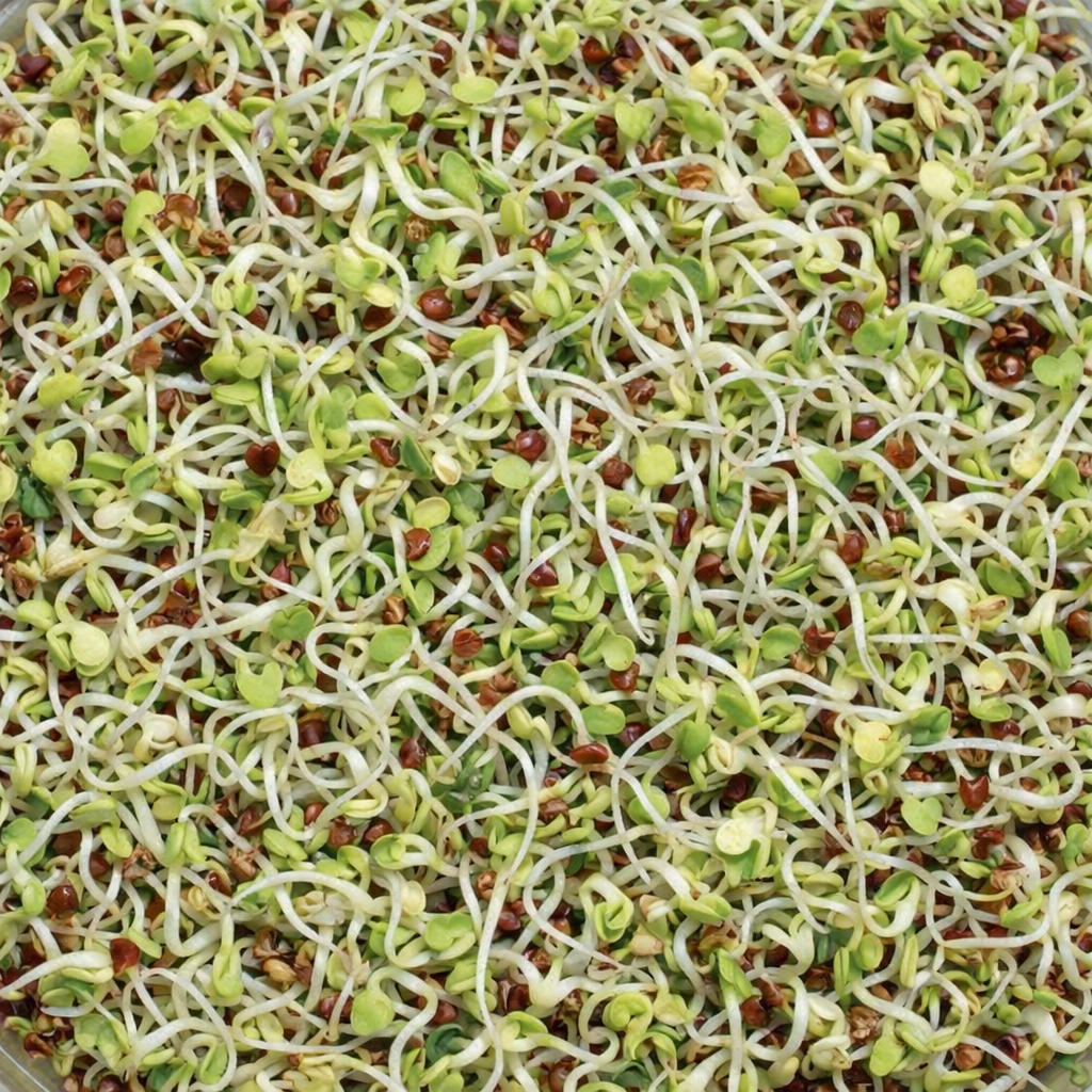 Organic red clover microgreens