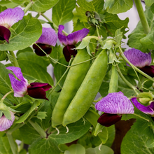 'Little Purple Snow' snap peas