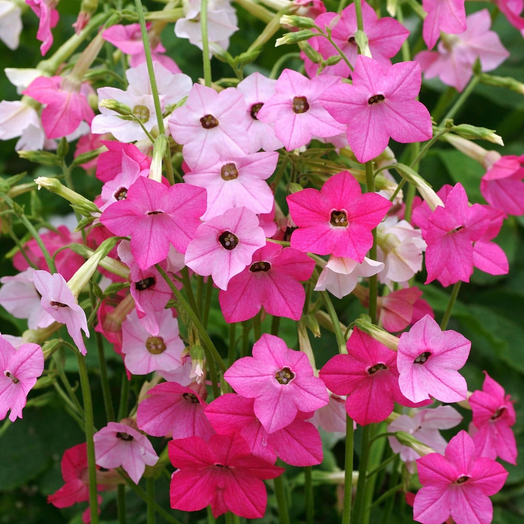 Nicotiana 'Whisper' blend