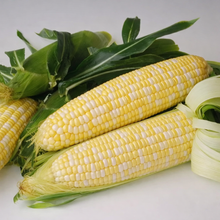 Maïs sucré bicolore Sweetness F1 (<em>Zea mays</em> ‘Sweetness’)