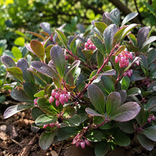 Arctostaphylos uva-ursi 'Vancouver Jade'