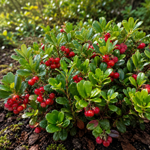 Arctostaphylos uva-ursi 'Vancouver Jade'