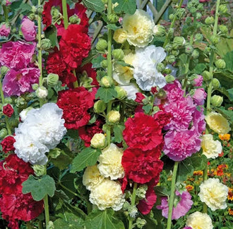 Organic Chater's Double Hollyhock Mix Seeds by Gaia, product image prepared for Canadian gardeners.