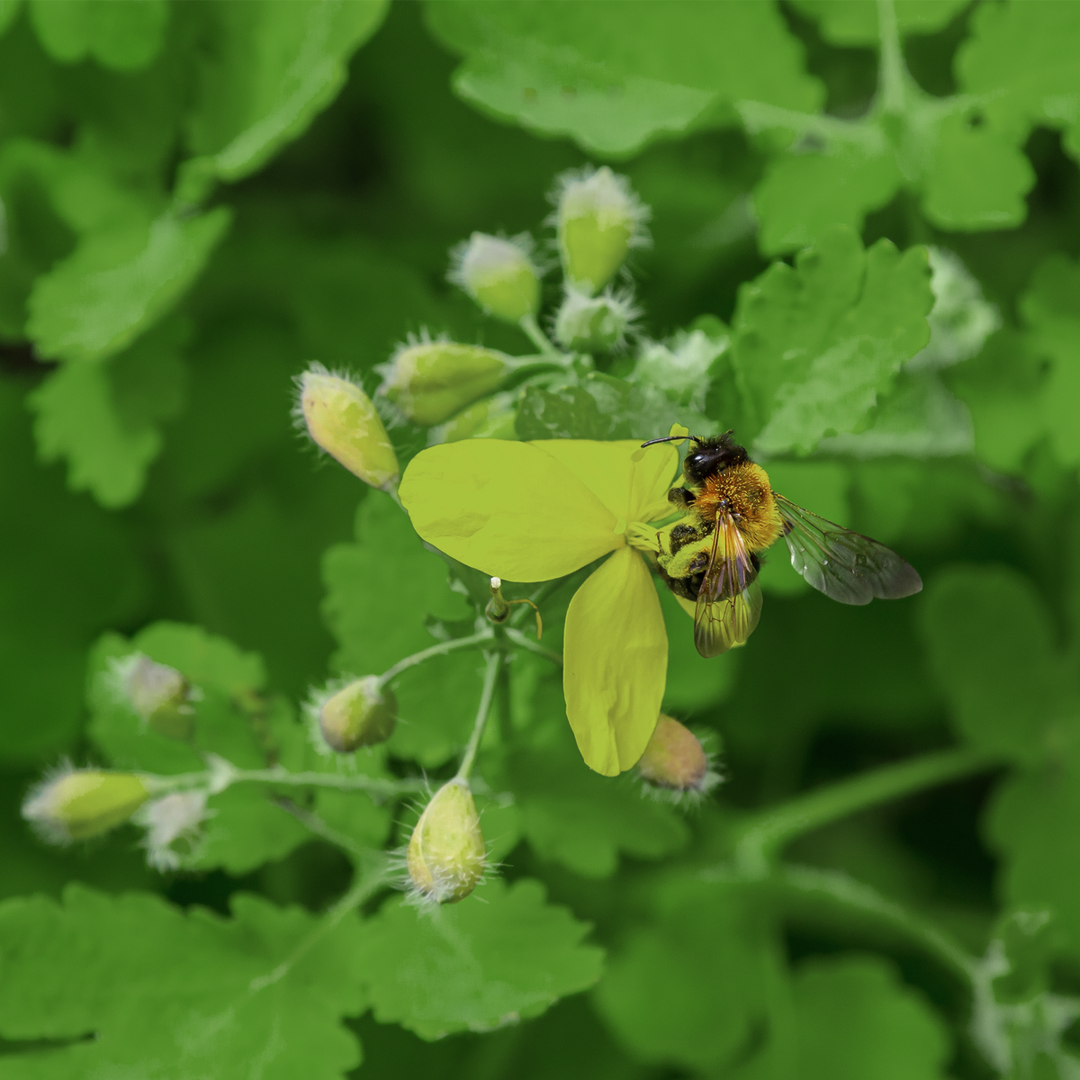 Greater Celandine