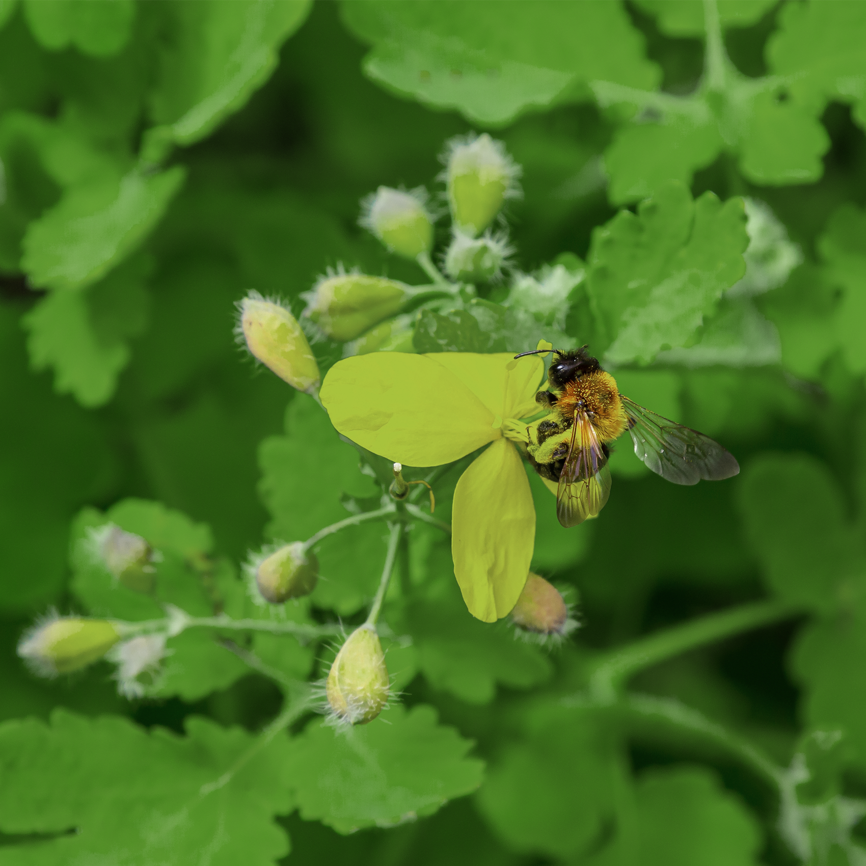 Greater Celandine