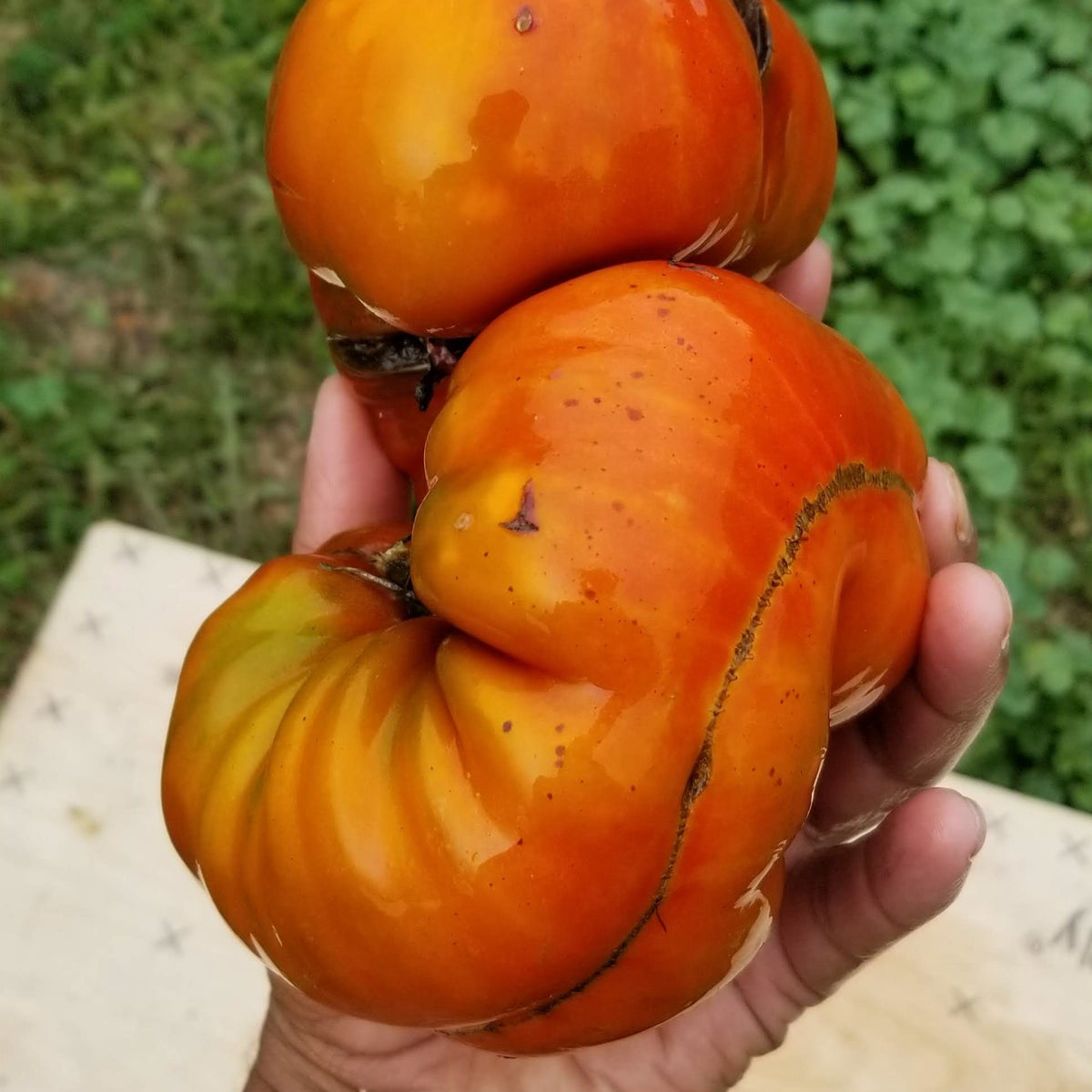 Tomate 'Cherokee Chocolate' bio