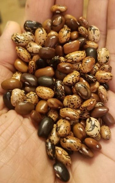 ‘Cherokee Cornfield’ pole bean, certified organic seeds (<em>Phaseolus vulgaris</em>)