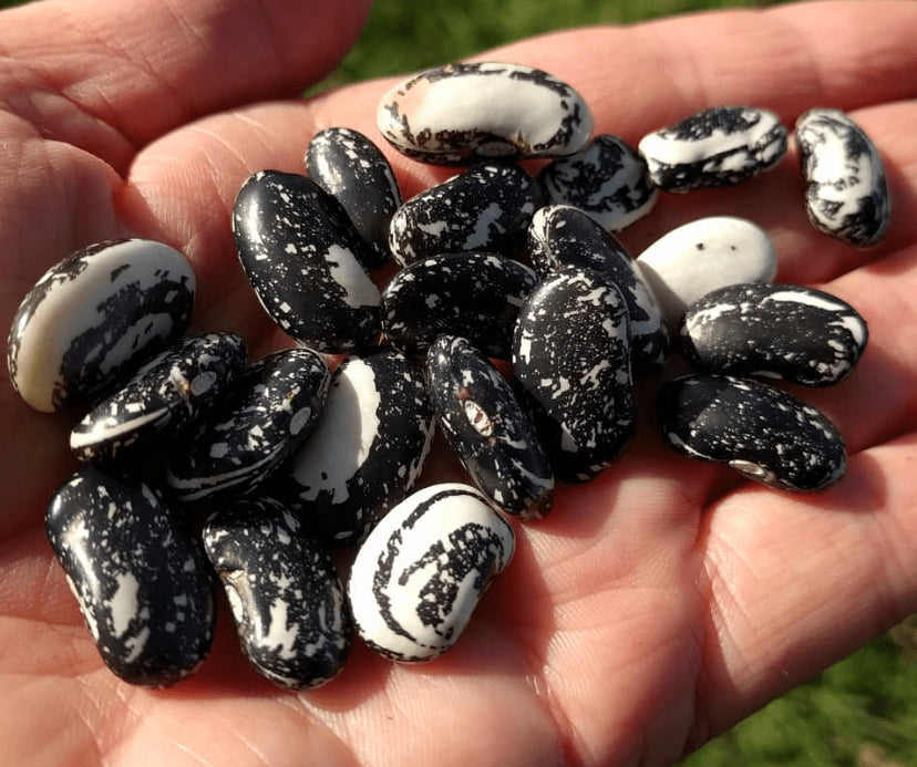 Organic 'Chester Skunk' Bean