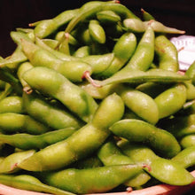 Fêve de Soya 'Chiba' bio