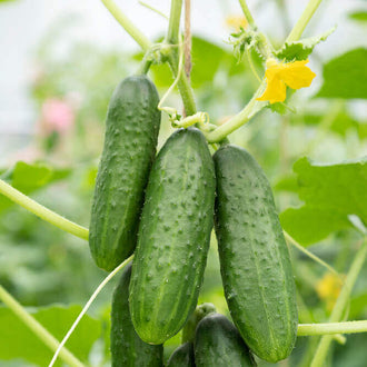 Plusieurs concombres verts pendent côte à côte parmi des tiges fines et de grandes feuilles. Leurs peaux présentent de petites bosses et des zones plus claires près des extrémités. Une fleur jaune ouverte se détache vers le haut à droite. Des vrilles recourbées entourent les fruits, devant un fond vert et blanc rendu flou par le cadrage.