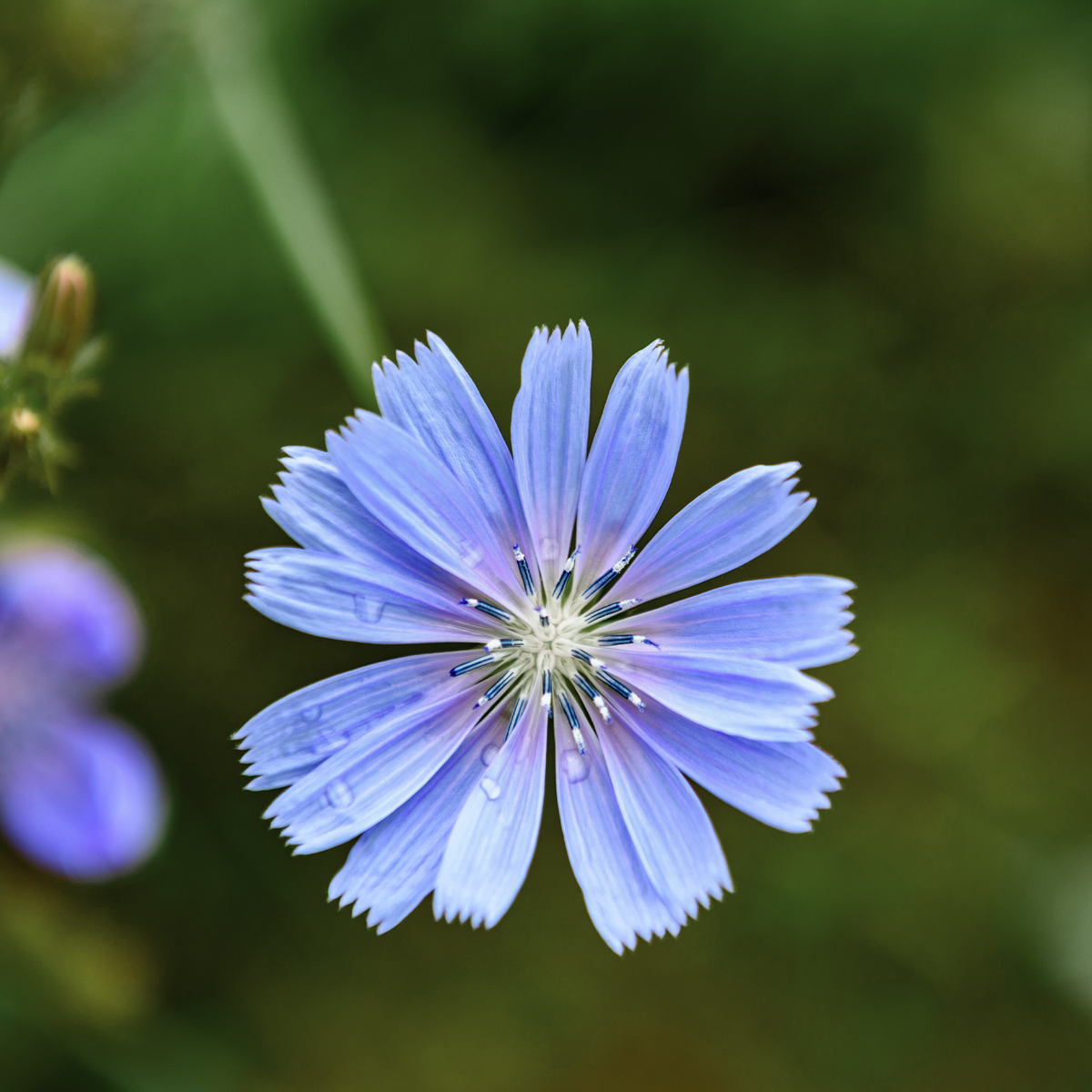 Chicory