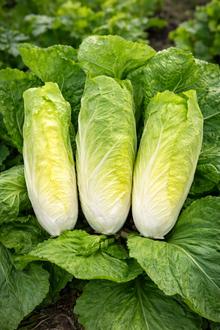 Chicory 'Bianca di Milano'