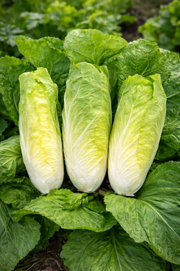 Chicory 'Bianca di Milano'