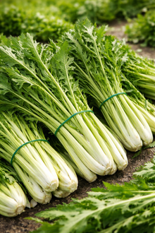 Chicory 'Cicoria Catalogna'