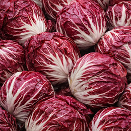 'Palla Rossa' Chicory