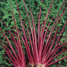 Chicory 'Italian Red'
