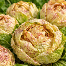 Chicorée 'Variegata di Lusia'