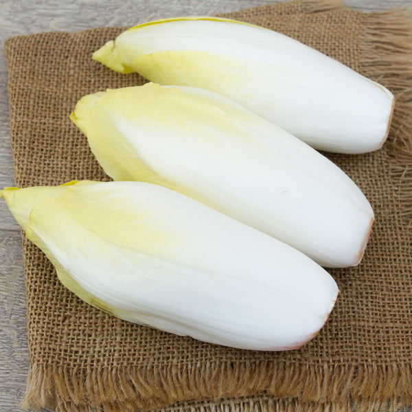 Chicorée 'Witloof'
