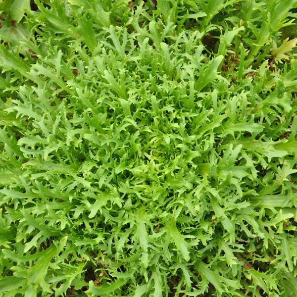 Very fine organic market garden chicory