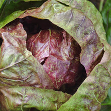 Chicorée sauvage Palla Rossa. Pomme de chicorée rouge foncé entourée de feuilles vertes. Le cadrage permet de voir les formes, les couleurs et les détails du sujet représenté. Les contours se détachent du fond de l’image, avec des différences de teinte et de texture visibles sur les surfaces. Cette vue accompagne la présentation du produit dans la boutique.