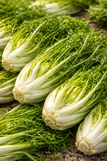 Late barese chicory 'Puntarelle di Galatina'