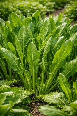 Chicorée feuille 'Spadona da taglio'