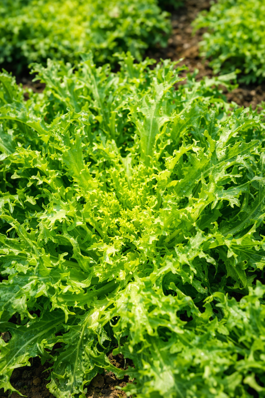 Organic 'Bellesque' curly endive