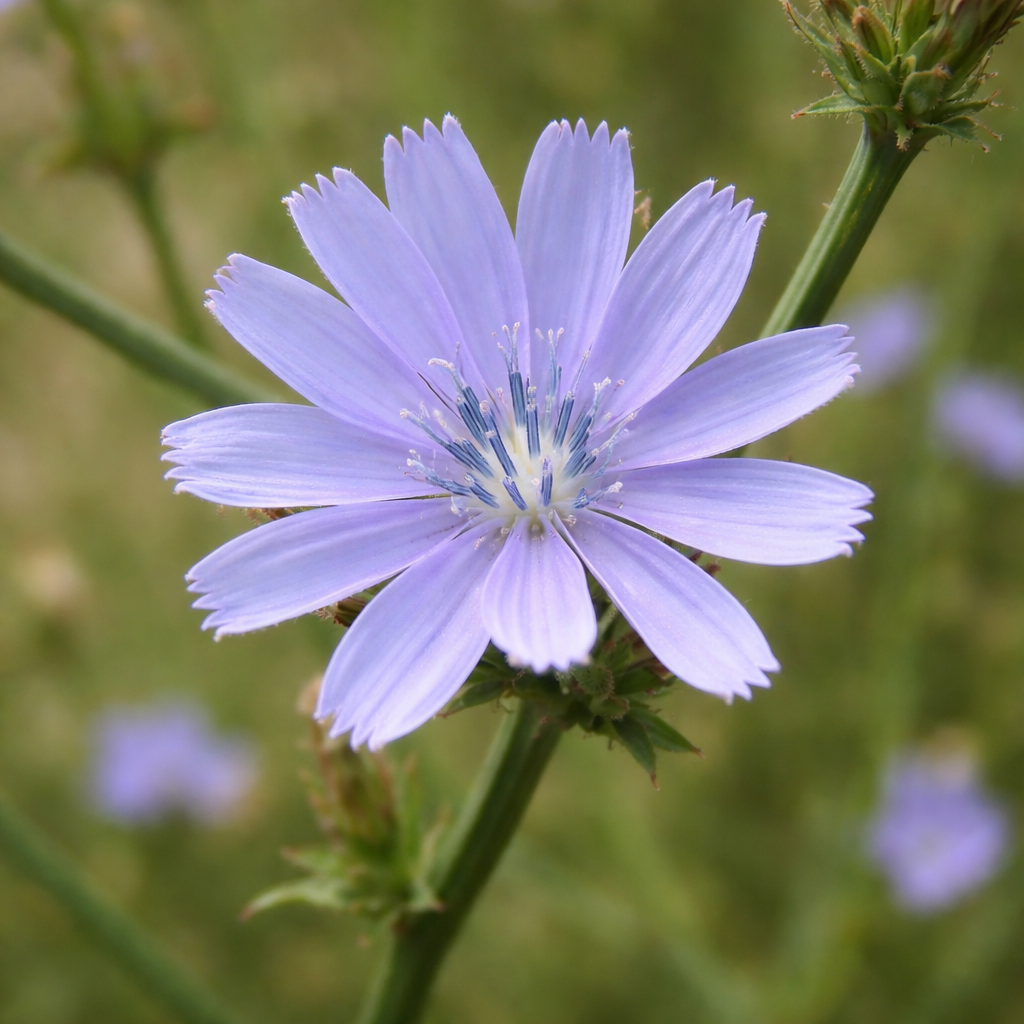 Chicorée sauvage ‘Pissenlit’ (<em>Cichorium intybus</em>)