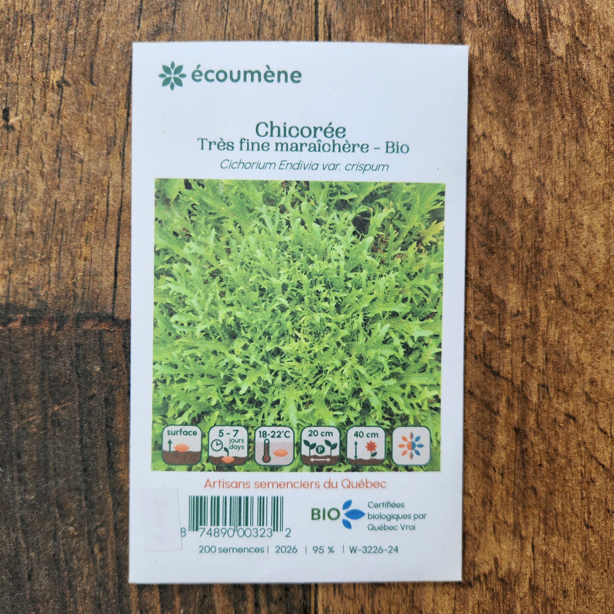 Very fine organic market garden chicory