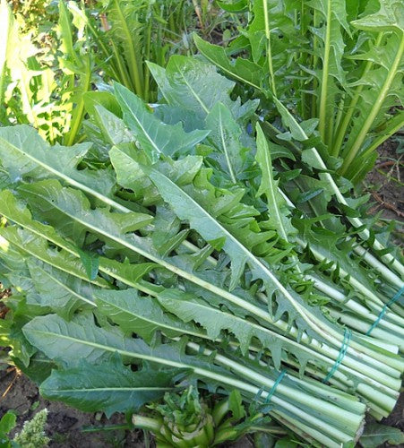Illustration associée à Chicorée-feuille Catalogna Cicoriella, dans la gamme Weston. Les feuilles étroites et dressées de cette Catalogna offrent l’amertume caractéristique des chicorées italiennes à cuisiner ou à mélanger en salade. Le visuel permet de repérer la référence et l’aspect présenté pour cette sélection. Les dimensions et les couleurs observées au jardin dépendent du stade de croissance et des conditions de culture.