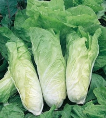 Semences Chicorée pain de sucre 'Pan di Zucchero' (Cichorium intybus)