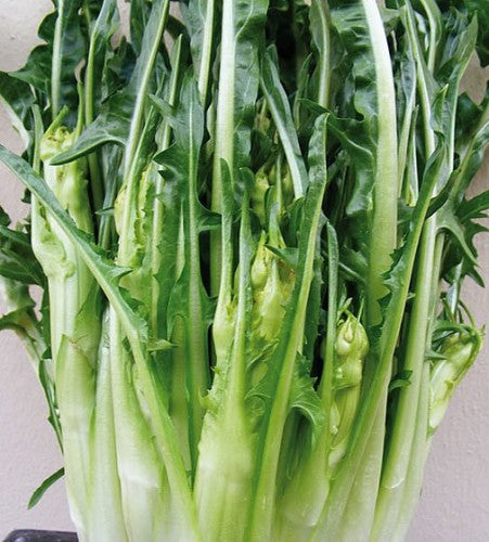 Semences Chicorée puntarelle tardive 'Galatina' (Cichorium intybus)