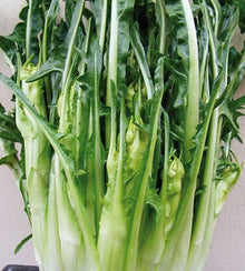 Semences Chicorée puntarelle tardive 'Galatina' (Cichorium intybus)