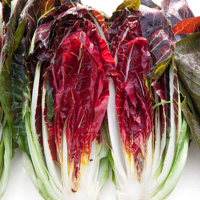 Chicory Radicchio 'Treviso'