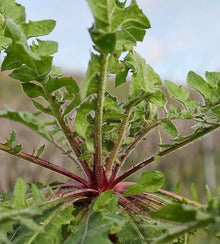Semences Chicorée sauvage rouge (Cichorium intybus)