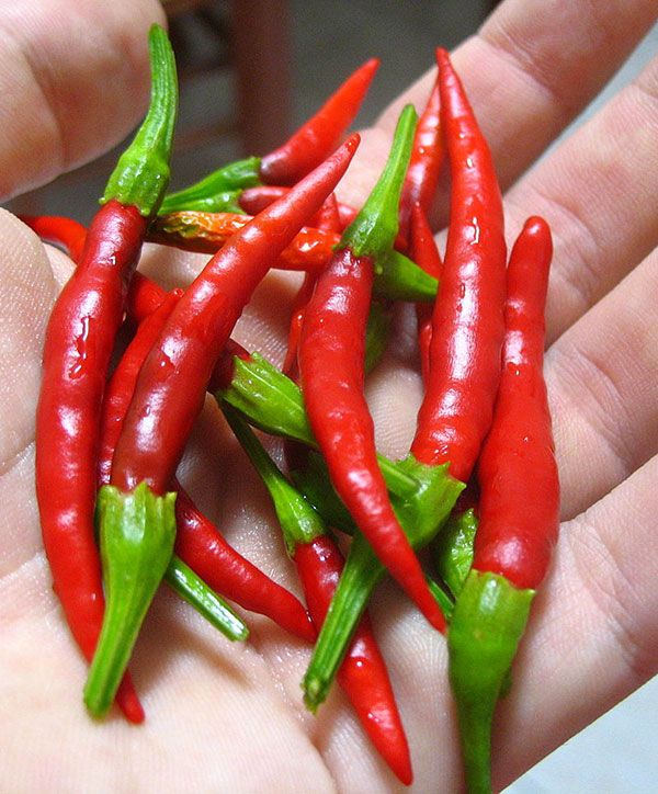 Piment fort Chile de Arbol – Gaia Organic Seeds