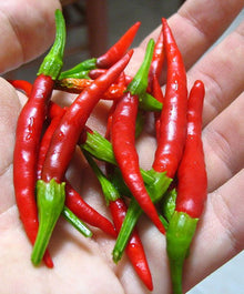 Piment fort Chile de Arbol – Gaia Organic Seeds