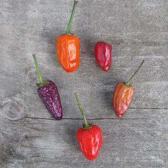 Organic 'Chinese Five Colour' Hot Pepper Seeds by Gaia, product image prepared for Canadian gardeners.
