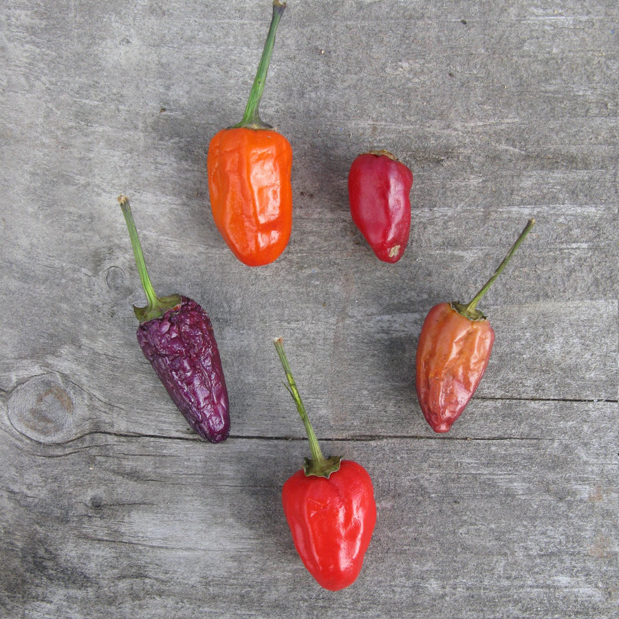 Piment fort 'Chinese Five Colour' bio
