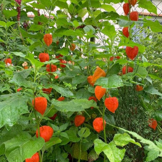 Organic Chinese Lantern Seeds by Gaia, product image prepared for Canadian gardeners.
