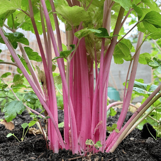 Organic 'Chinese Pink' Celery Seeds by Gaia, product image prepared for Canadian gardeners.