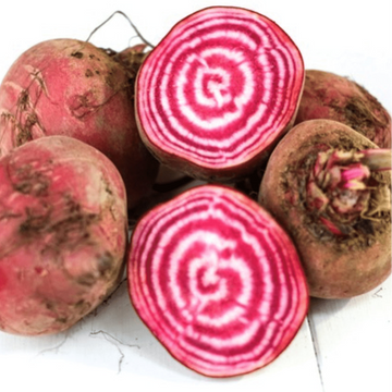 Betterave 'Chioggia Guardsmark' bio