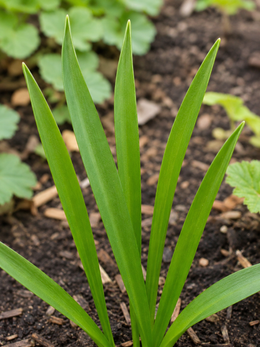 Chionodoxa Forbesii