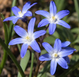 Chionodoxa Forbesii