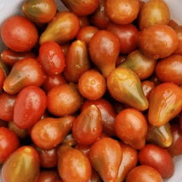 Tomate Cerise 'Chocolate Pear' bio